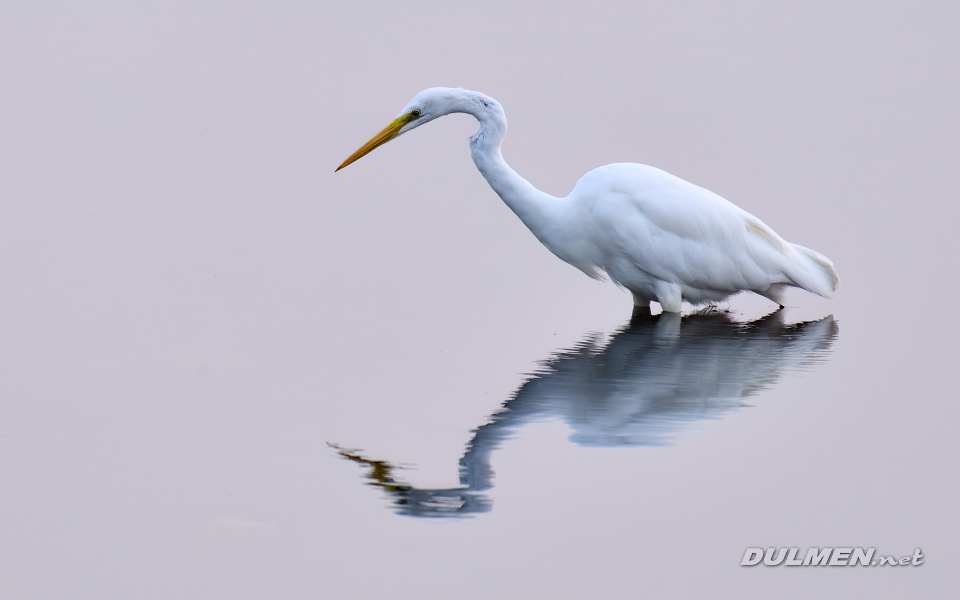 01 Great White Egret (Ardea alba)